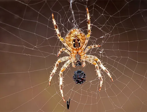 Dedetização de Aranhas na Vila Leopoldina