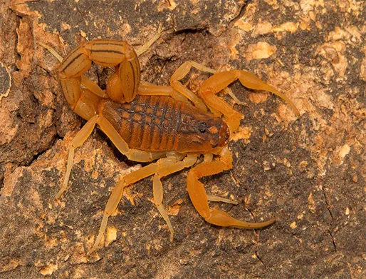 Dedetização de Escorpiões na Vila Leopoldina