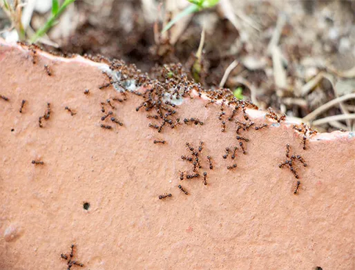 Dedetização de Formigas na Vila Leopoldina