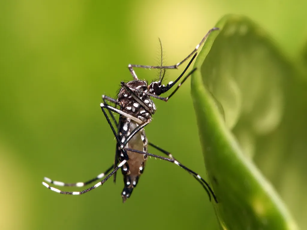 Dedetização de Mosquitos na Vila Leopoldina