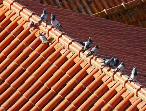 Dedetização de Pombos na Vila Leopoldina