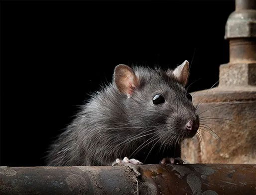 Dedetização de Ratos na Vila Leopoldina